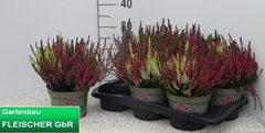 Calluna Garden Girls Trio Girls 17Ø 30cm