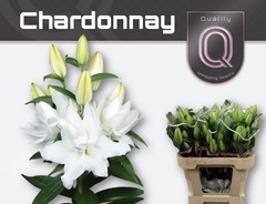 Lily Oriental Double Chardonnay 75cm 2+