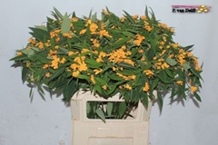 Euphorbia Fulgens Spray Sunstream 80cm 10cm Hd