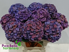 Hydrangea Royal Anastasia Classic 60cm 18-20cm Hd