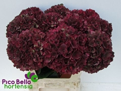 Hydrangea Rubyred Classic 60cm 20-22cm Hd