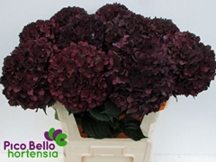 Hydrangea Rubyred 80cm 20-22cm Hd