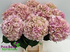 Hydrangea My Beautiful Vienna Classic 60cm 16-18cm Hd