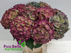 Hydrangea Royal Anastasia Classic 60cm 18-20cm Hd