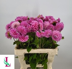 Dahlia Sweet Fabienne 55cm