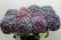 Hydrangea Pimpernel Classic 80cm 21-23cm Hd