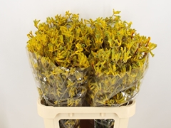 Anigozanthos Yellow Gem 80cm