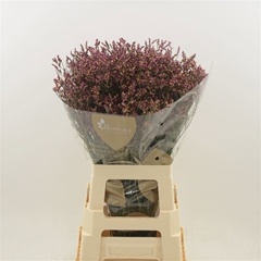Limonium Sinense Scarlet Diamond 80cm 35gr.