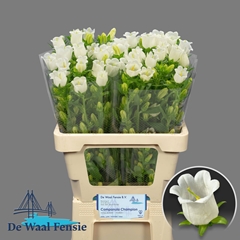 Campanula Champion White 60cm