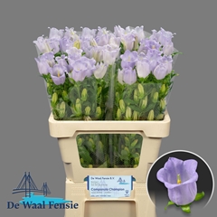 Campanula Champion Lavender 60cm