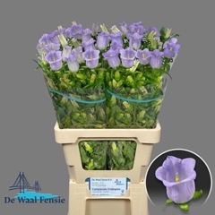 Campanula Champion Lavender 70cm