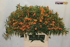 Euphorbia Fulgens Spray Sunstream 80cm 15cm Hd