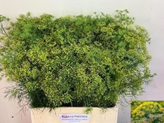 Anethum Graveolens 60cm
