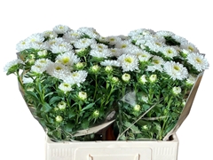 Callistephus Azumi Xl White 60cm