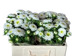 Callistephus Azumi Xl White 50cm