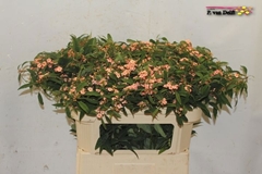 Euphorbia Fulgens Spray Pink Baron 75cm 10cm Hd