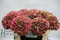 Hydrangea Glowing Alps Classic 70cm 18-20cm Hd