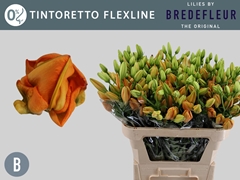 Lily La Tintoretto 75cm 2+