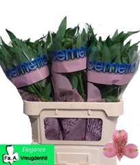 Alstroemeria Elegance 75cm 55gr.