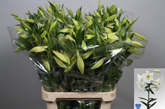 Lily Lf White Heaven 90cm 2+
