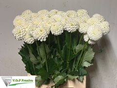 Dahlia Reycroft Jan 70cm