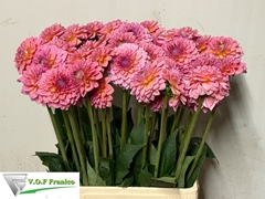 Dahlia Pink Runner 70cm