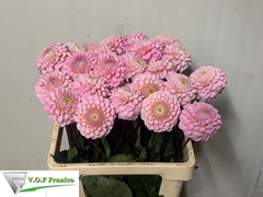 Dahlia Wizard Of Oz 60cm