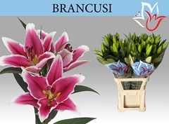 Lily Oriental Brancusi 100cm 3+