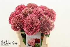 Hydrangea Glowing Alps Classic 75cm 16-18cm Hd