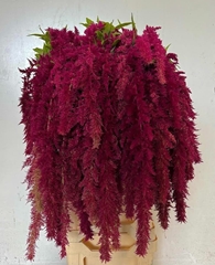 Amaranthus Caudatus Red Spider 80cm
