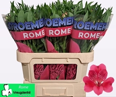 Alstroemeria Rome 75cm 80gr.