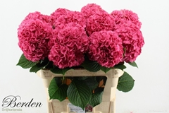 Hydrangea Glowing Alps 75cm 16-18cm Hd