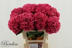 Hydrangea Glowing Alps 60cm 14-16cm Hd