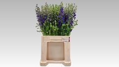 Consolida Regalis Qis Dark Blue 70cm