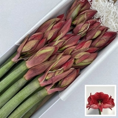 Hippeastrum Maestro 75cm