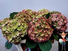 Hydrangea Adora Classic 80cm 18-20cm Hd