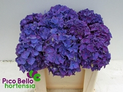 Hydrangea Rodeo Purple 50cm 14-16cm Hd