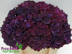 Hydrangea Rubyred Purple 50cm 13-15cm Hd