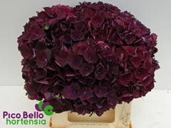 Hydrangea Rubyred Purple 40cm 12-14cm Hd