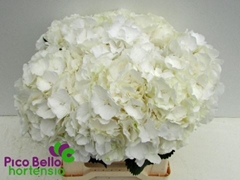 Hydrangea White Verena 40cm 13-15cm Hd