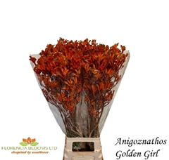 Anigozanthos Golden Girl 90cm