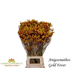 Anigozanthos Gold Fever 80cm
