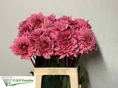 Dahlia Salmon Runner 50cm