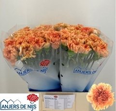 Dianthus Single Dafne 60cm