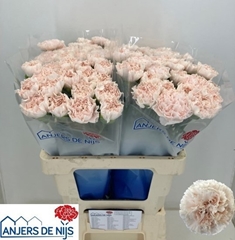 Dianthus Single Brut 60cm