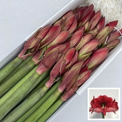 Hippeastrum Maestro 65cm
