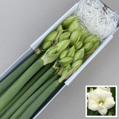 Hippeastrum Double Wimbledon 55cm