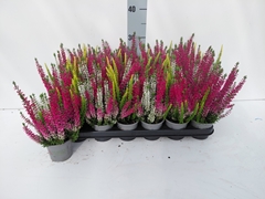 Calluna Beauty Ladies Mix In Pot 3 Colours 9Ø 20cm