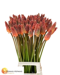Kniphofia Alcazar 85cm