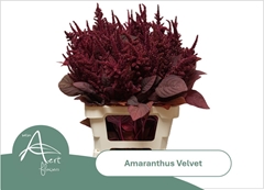 Amaranthus Cruentus Velvet 70cm
